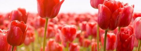 Wir feiern den Frühling!